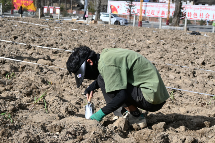 四川民族学院菌草创新团队在道孚县八美镇开展菌草种植实验